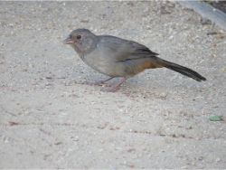 California Towhee